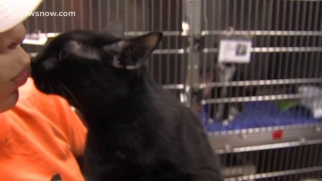 Meet one-year-old Vader, a mini-panther kitty смотреть онлайн