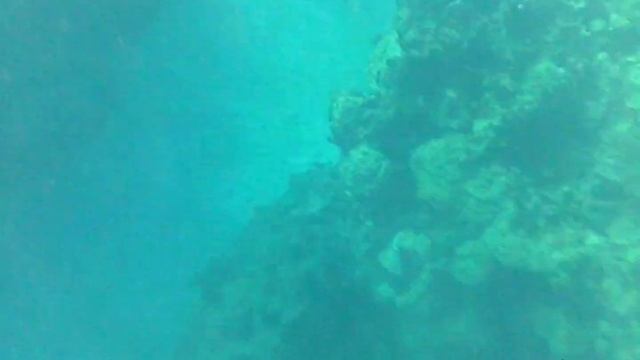 Barracuda & Conch catch today. | mobay style смотреть онлайн