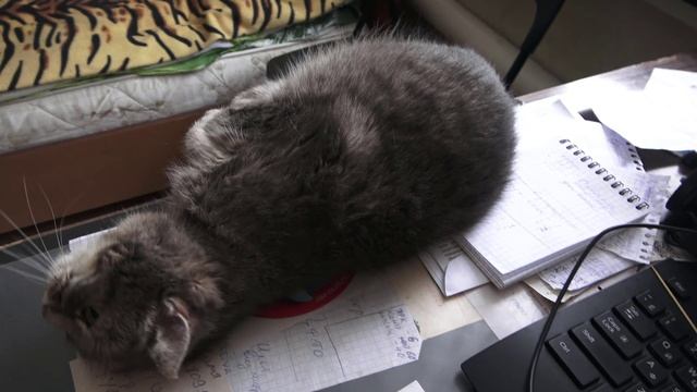 Кошка Соня упала со стола смотреть онлайн