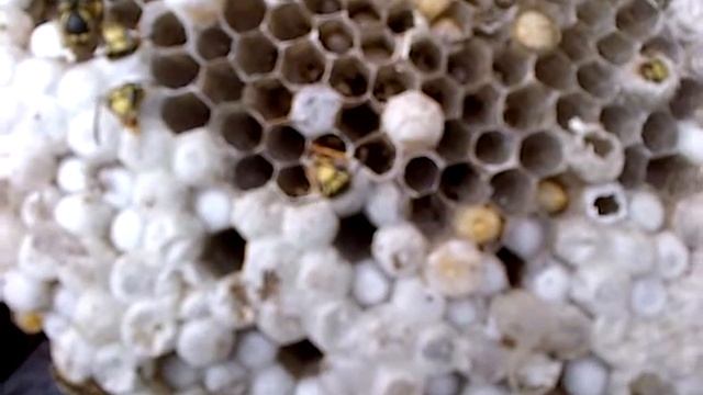 Wasp larvae hatching смотреть онлайн