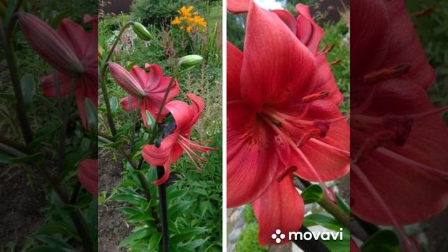 Кусочек лета 🥀,радует и манит нас 🥀😃 смотреть онлайн