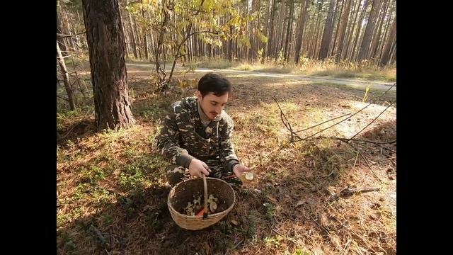 Грибы и другие лесные находки. смотреть онлайн