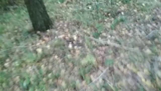 Нашел много грибов в лесу🍄🍄🍄🍄