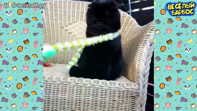 Смешные ролики про котов и собак смотреть онлайн