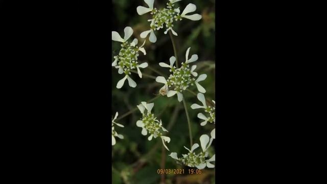 Thomisus onustus on Tordylium apulum Greece by Theo смотреть онлайн