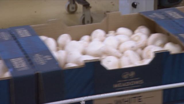 Meadow Mushrooms - Rural Delivery, 25 March 2017