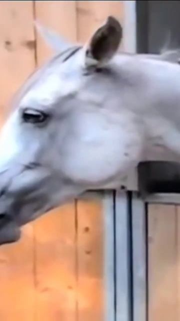 Sheikh Mohammed Bin Rashid Al Maktoum Dubai King Old Memories London #fazza #faz3 #shorts #dubai смотреть онлайн