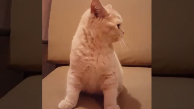 Супер котенок Elvin смотреть онлайн
