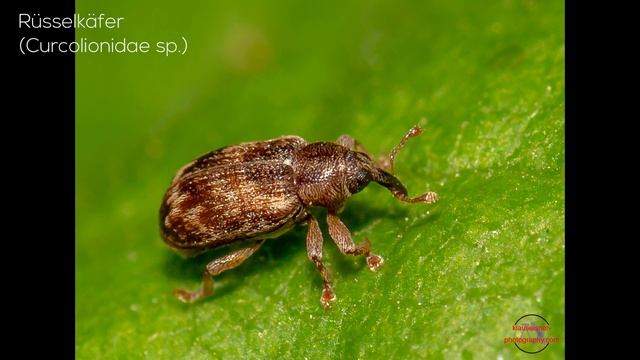 Eure Insektenfotos - meine Bestimmungen und Verbesserungsvorschläge Teil 9 смотреть онлайн