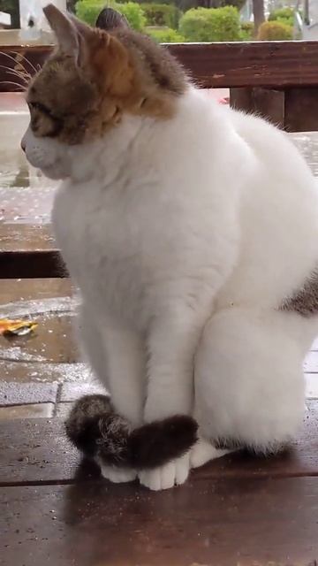 Мохнатая кошка под дождём 😻☔ Cute cat in rain 😸 Kucing lucu 猫 Lustige katzen Gato engraçado gracios смотреть онлайн