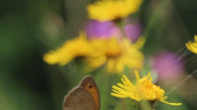 2022-06-25 RIBNIKI V DOLINI DRAGE LEPIDOPTERA Maniola jurtina NAVADNI LEŠNIKAR смотреть онлайн