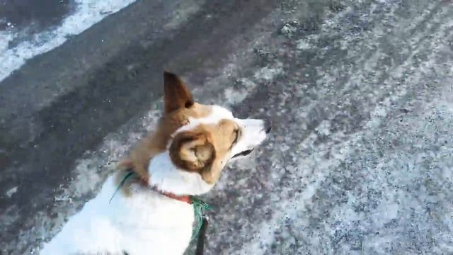 VLOG|Прогулка по лесу|Виктория Вейт смотреть онлайн