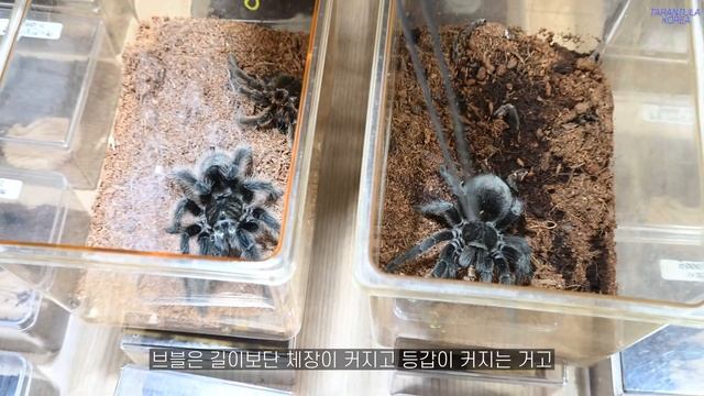 대규모 타란툴라 먹방전/타란튤라 사냥 장면 모음 смотреть онлайн