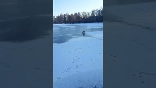 Джек Рассел Боб, самый счастливый #дрт смотреть онлайн