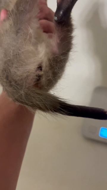 Final part and releasing baby opossum back into the wild #animals #shorts #cute смотреть онлайн