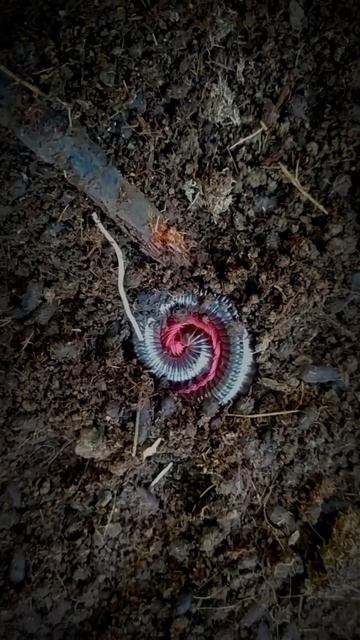 BEAUTIFUL Millipede sleeping style | gaya tidur hewan kaki seribu #shorts смотреть онлайн