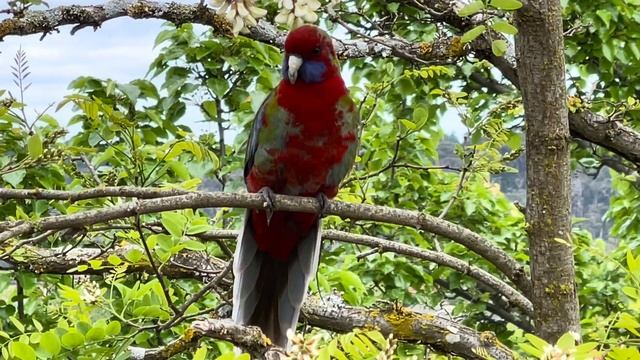 CRIMSON ROSELLA Sad Calls And Sounds In 4k🦜🎵 #parrot #rosella #sad