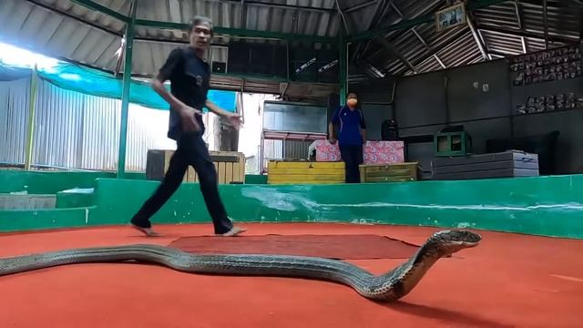 Thailand - King Cobra Show смотреть онлайн