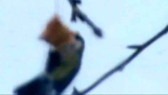 Королівство Синиць смотреть онлайн