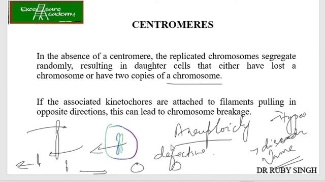 GENOME STRUCTURE, CHROMATIN, AND THE NUCLEOSOME (Chap 8) #lecture 4 #Centromeres and Telomeres смотреть онлайн