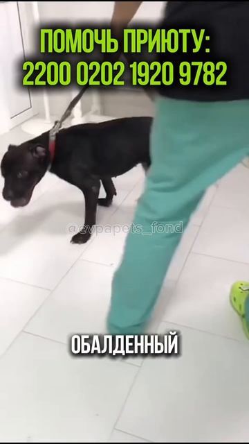 Нашей Ёлке назначали вет диету. Посмотрите, какая стала красавица!😻#собака #спасаемжизни #врек #топ смотреть онлайн