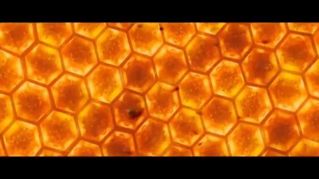 ты пЧЕЛ ТЫ (пародия от Папича) смотреть онлайн