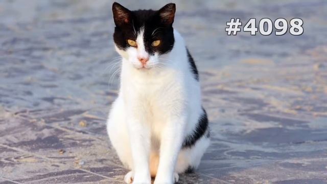 #4098. Коты (В мире животных) смотреть онлайн