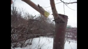 Прививка черешни. Прививаем опылитель черешню Ипуть