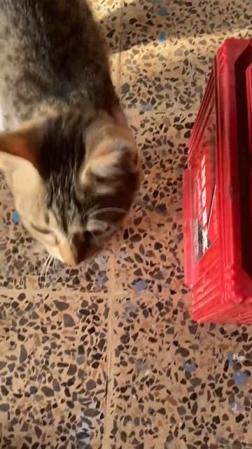 Cute cat and Kids #comment #subscribe #catvideos #shortvideo #like смотреть онлайн