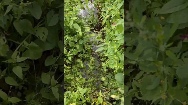 РС. Огород затапливает.Не получается собрать смородину.Показываю обстановочку в огороде) смотреть онлайн