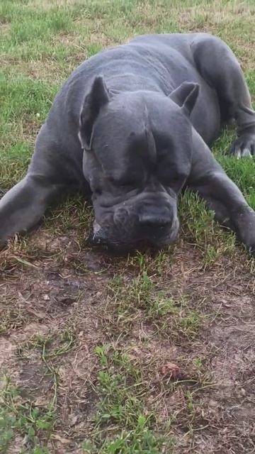 ужинаем#кане #корсо #canecorso #italy #england#hungary смотреть онлайн