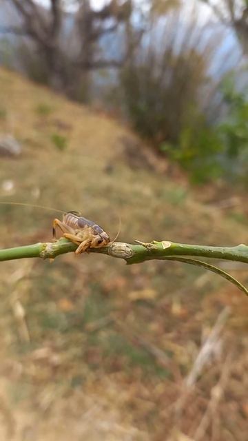 Cricket insect смотреть онлайн