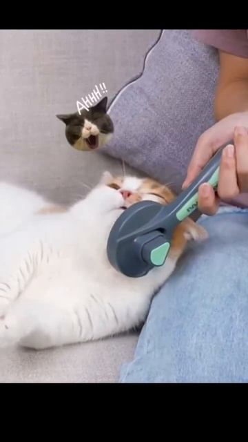 The Benefits Of The Comfort Brush(link in bio!) #shorts #tiktokmademebuyit #animals #funny #cute смотреть онлайн