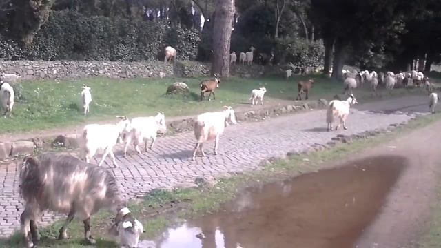 On via Appia Antica смотреть онлайн