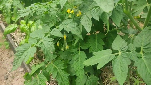 Садовая зарисовка. 25 июня 2023 года. У нас был дождь. Что делать с перцами? смотреть онлайн