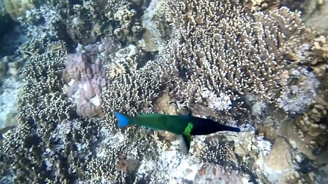 Birdmouth Wrasse смотреть онлайн