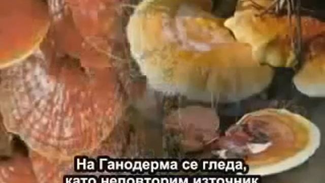 ГЪБА РЕЙШИ Ганодерма луцидум история и анализ от световни медии смотреть онлайн