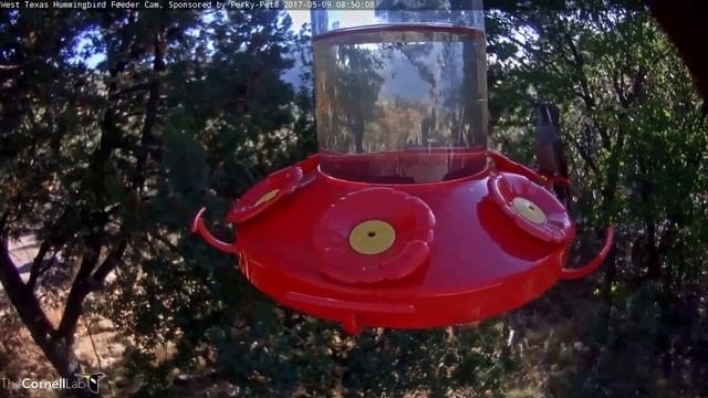 Female Blue-throated Hummingbird Alights on Hummer Feeder – May 9, 2017 смотреть онлайн