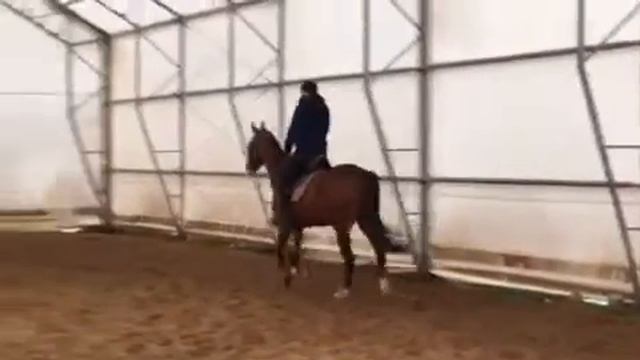 Тренировка 30.10.18 Сапар - рысь смотреть онлайн