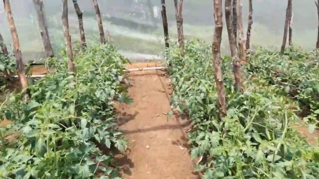 Como Controlar Fusarium En Tomate -la Emfermedad Más Criminal En El Cultivo