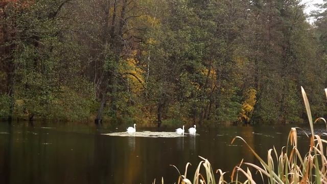 Лебеди в Стеклянной Радице смотреть онлайн