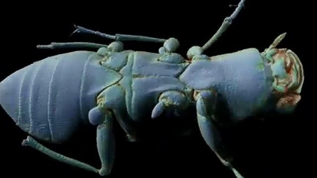 Stunning video shows the anatomy of a water beetle смотреть онлайн