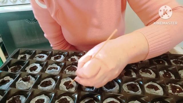 Початок посівного сезону. 9.02.2023р.Сіємо перець і баклажани на розсаду без пікіровки.