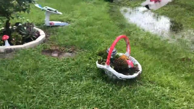 #275💄Прошел страшный ливень!Жду ночной хор лягушек Грибы выросли за 7 часов🌴пирожки в ведре🤦🏻♀️