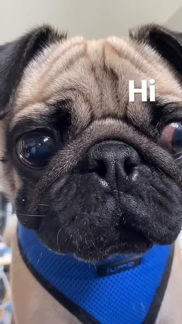 Cute Pug Drops in to Say Hello. 👋🏼 смотреть онлайн