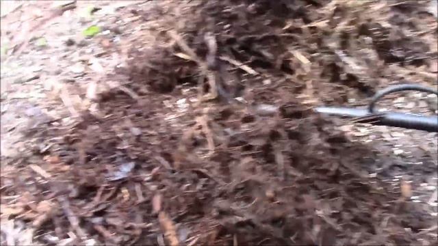 Mycelium Fungus In The Mulch, End Of July Observation