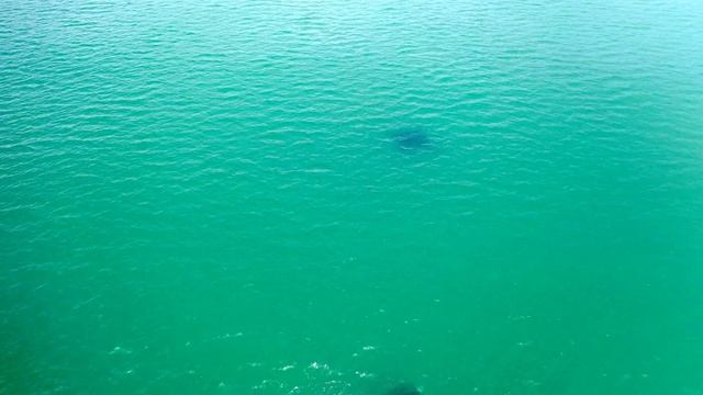 MANTA RAYS close to shore смотреть онлайн