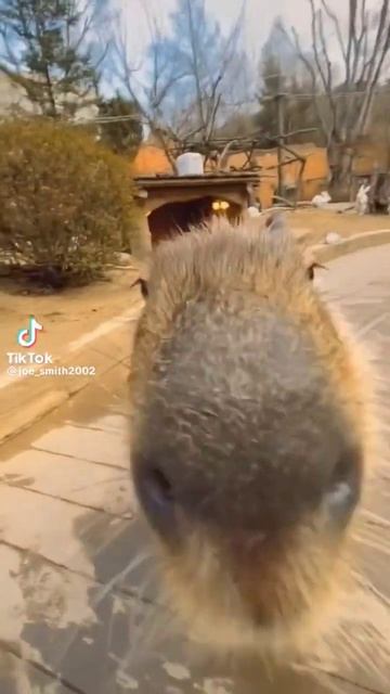 Capybara смотреть онлайн