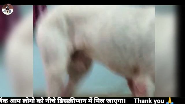 Height 32+ inch || bully kutta direct son of tiger 2 dog || mother side sheru || Stud service смотреть онлайн