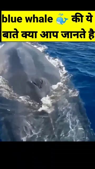 Blue Whale की ये बाते 🔥 क्या आप जानते है 😱 | #shorts #ytshorts смотреть онлайн